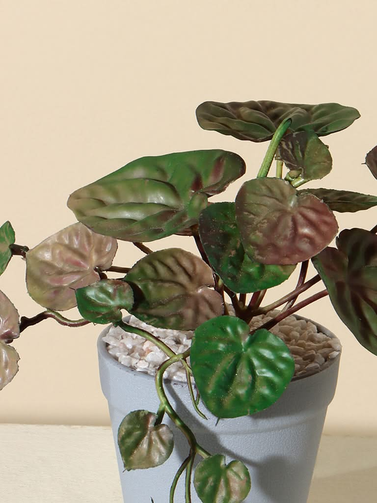 Westside Home Green Money Plant in Round Pot