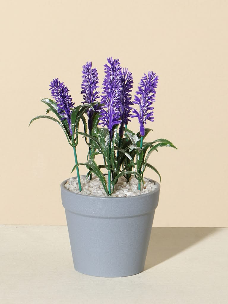 Westside Home Purple Lavender Plant