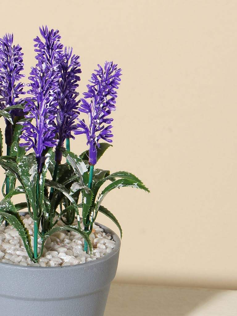 Westside Home Purple Lavender Plant