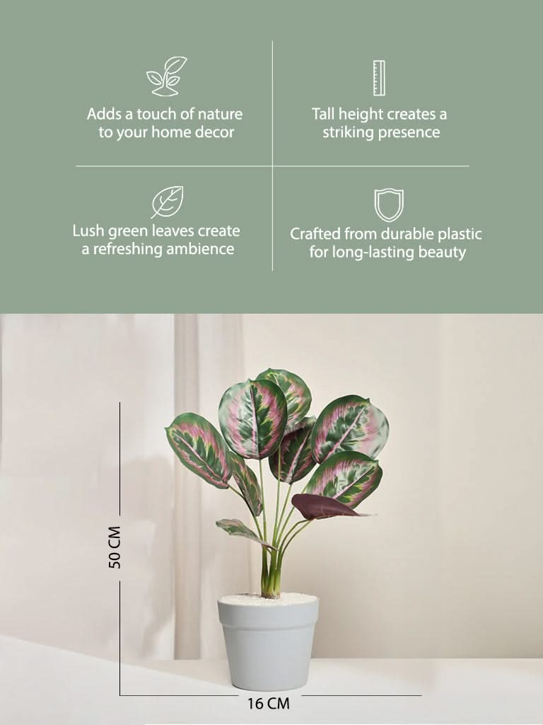 Westside Home Calathea Decorative Plant